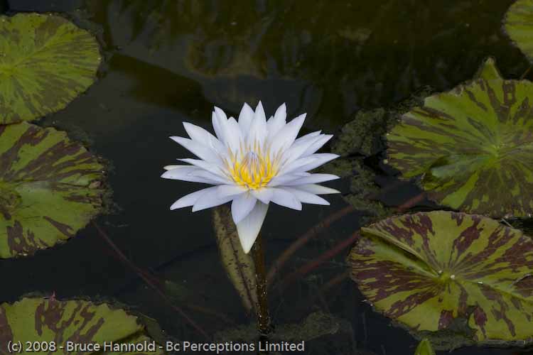 LILY AND PADS